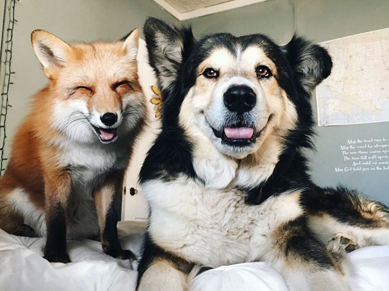 Wielka przyjaźń między lisem i psem