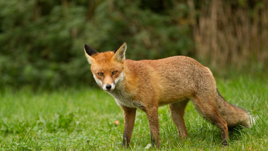 Jesienna akcja szczepienia lisów. Sprawdź kiedy