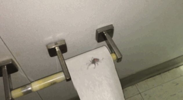 Większość ludzi nie lubi tych stworzeń, dlatego papier toaletowy z fałszywym pająkiem, który wygląda jak prawdziwy, na pewno sprawi, że Twój znajomy zacznie krzyczeć z przerażenia.
