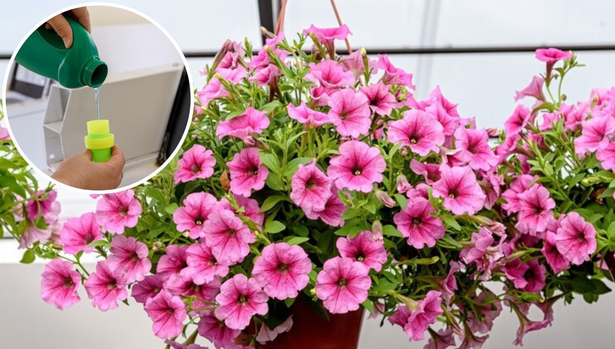 Always Water Petunias With This Mixture. They Bloom Abundantly Then up to the Very Fall
