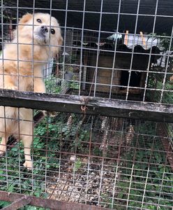 Psy w klatkach i wygłodzone lisy. Interwencja obrońców zwierząt w Goliszowie