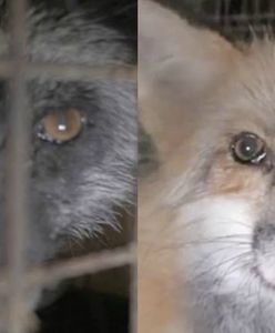 Gnijące pyski i wyłupione oczy. Brytyjska prasa pisze o szokujących warunkach w polskiej fermie lisów