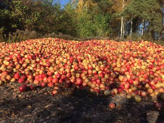 Arabia Saudyjska wstrzymała dostawę polskich jabłek. Pod pretekstem badań