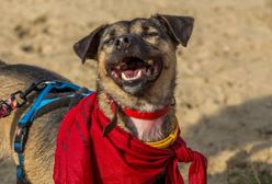 Dzień Kundelka 2019. To właśnie dzisiaj. Zobacz, jak go obchodzić