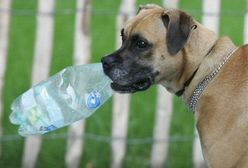 Zwierzęta szaleją w upał