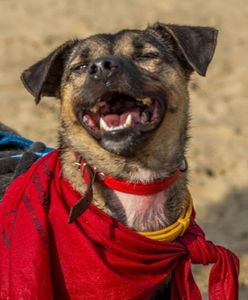 Wybory Kundelka 2019 w Warszawie, czyli psie piękności na Polu Mokotowskim