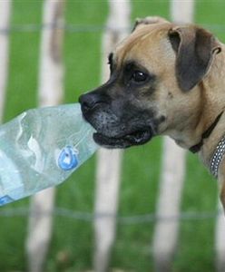 Zwierzęta szaleją w upał