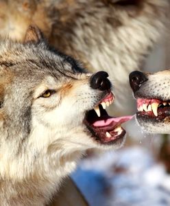 Zapytaliśmy ekspertów, czy wilki zagrażają turystom w Bieszczadach. Są wyjątkowo zgodni