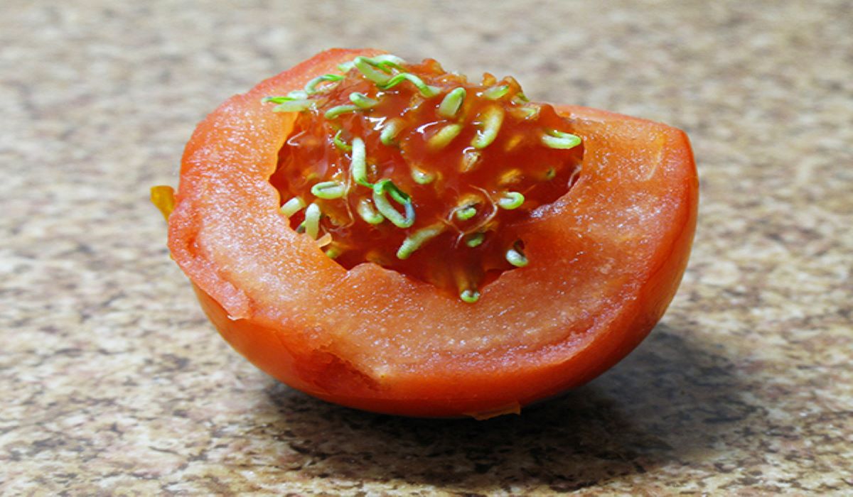 Kiełkujący pomidor - Pyszności; źródło: wikimedia