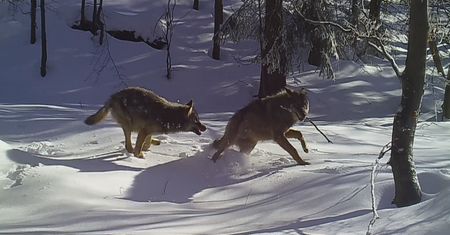 Piękna scena w polskim lesie. Zachowanie wilków zachwyciło internautów