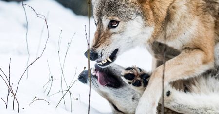 Hodowca: atak wilków, zagryzły 17 danieli