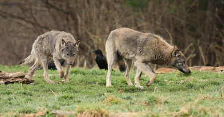 Miasteczko chce odstrzału wilków. "Psychoza rośnie. Dzieci mają zakaz wchodzenia do lasu"