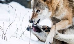 Hodowca: atak wilków, zagryzły 17 danieli