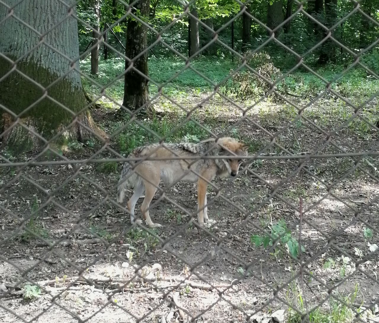 Turystka krytykuje rezerwat w Białowieży. Dyrektor odpowiada na jej zarzuty