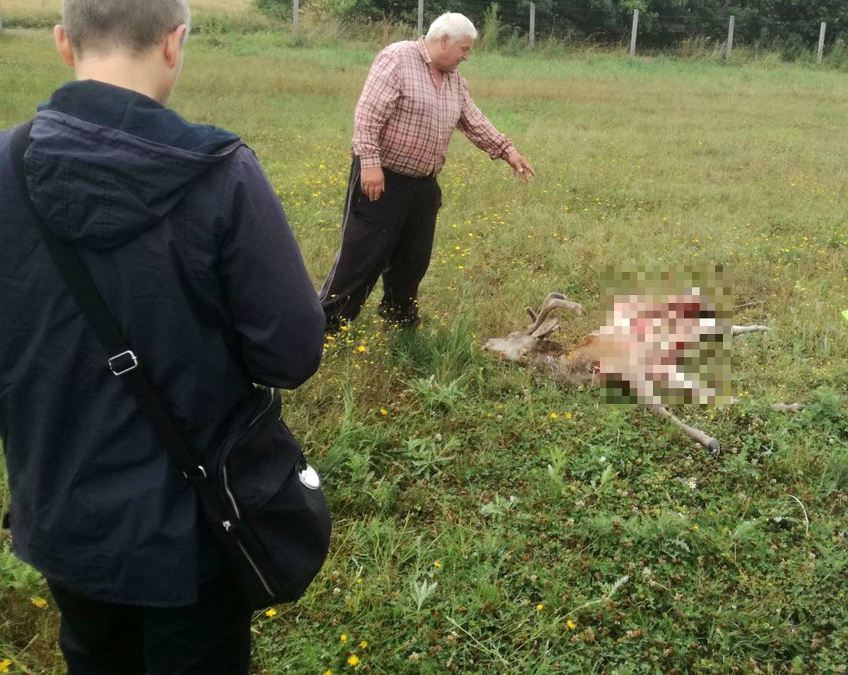 Wilki zaatakowały w Wielogłowach na Pomorzu. Wataha zagryzła jelenia w zagrodzie