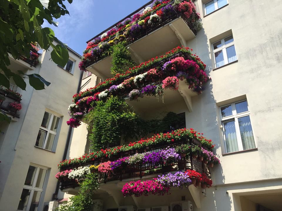 Balkony pełne kwiatów. Robią wrażenie