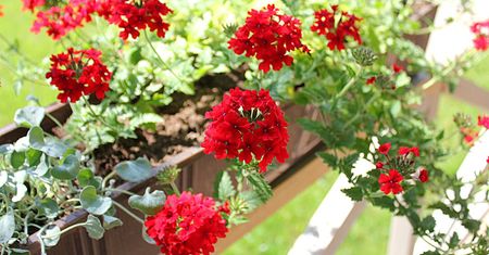 Posadź zamiast pelargonii. Z daleka zachwyca kolorami