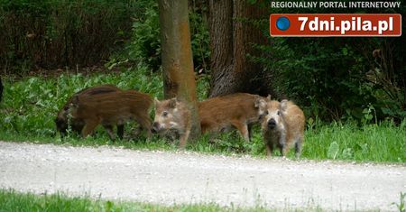 Dziki w Parku Miejskim w Pile – VIDEO