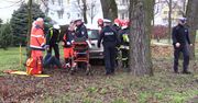 Panda wylądowała na drzewie