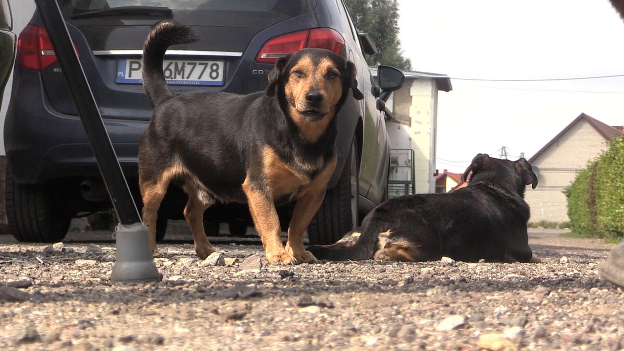 25 października Dniem Kundelka