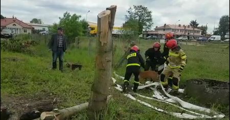 Strażacy uwolnili młodą sarnę