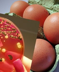 Polska "eksportuje" Salmonellę do Europy. Blisko połowa zakażonych jaj i mięsa pochodzi znad Wisły