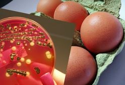 Polska "eksportuje" Salmonellę do Europy. Blisko połowa zakażonych jaj i mięsa pochodzi znad Wisły