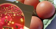 Polska "eksportuje" Salmonellę do Europy. Blisko połowa zakażonych jaj i mięsa pochodzi znad Wisły