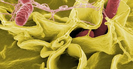 Salmonella w mleku dla niemowląt? GIS odpowiada