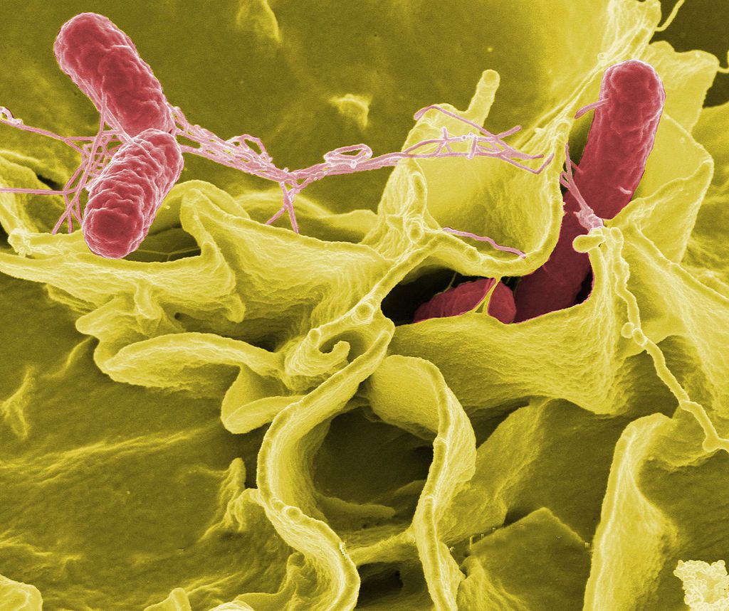 Salmonella mutant