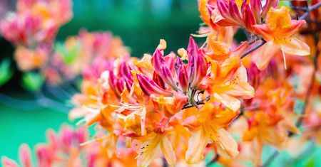 Jeden z najpiękniejszych rododendronów w polskich ogrodach