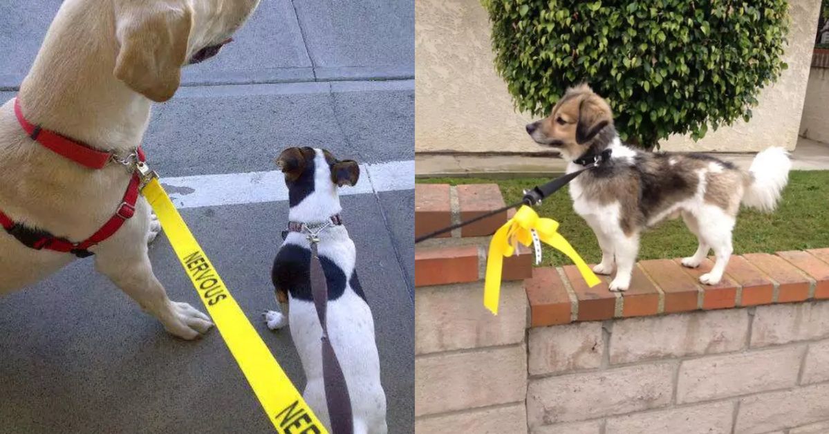 Don’t Approach Dogs That Have a Yellow Leash or Yellow Ribbon