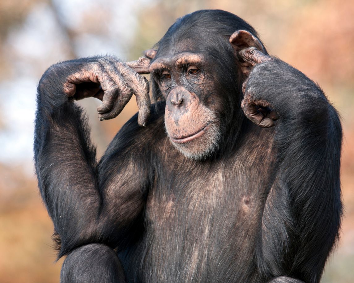 Zaskakujący eksperyment. Chińscy naukowcy wszczepili małpie geny człowieka