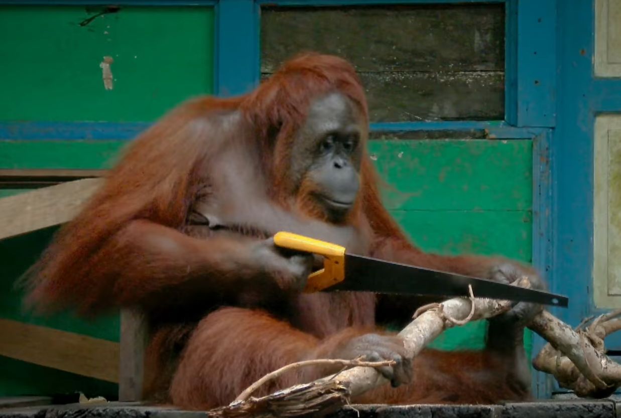 Niesamowite nagranie. Orangutan używa piły jak człowiek