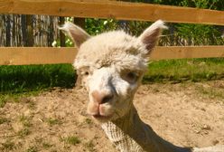 Warszawiacy oszaleli na ich punkcie. Teraz zobaczysz ich także na Białołęce