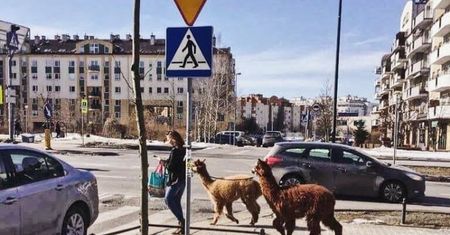 Alpaki spacerują po Kabatach. "Wracaliśmy z przedszkola"