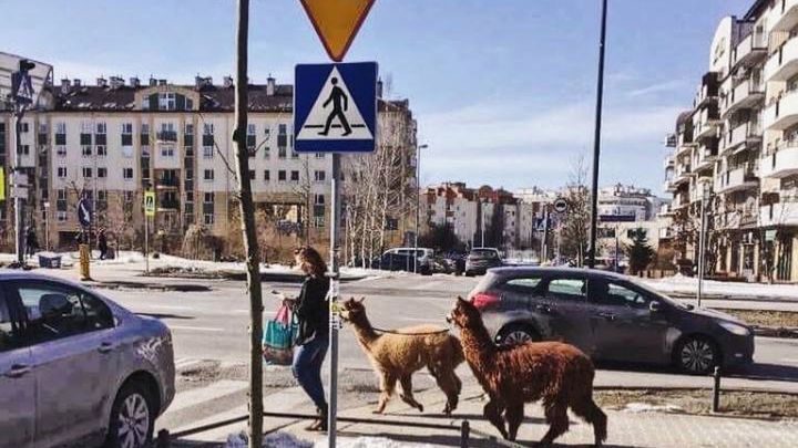 Alpaki z ośrodka "Koparka" 