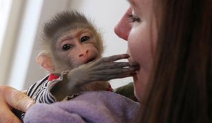 W Polsce jest coraz więcej hodowli małp. "Są setki chętnych, chcą przebierać je w pieluchy"