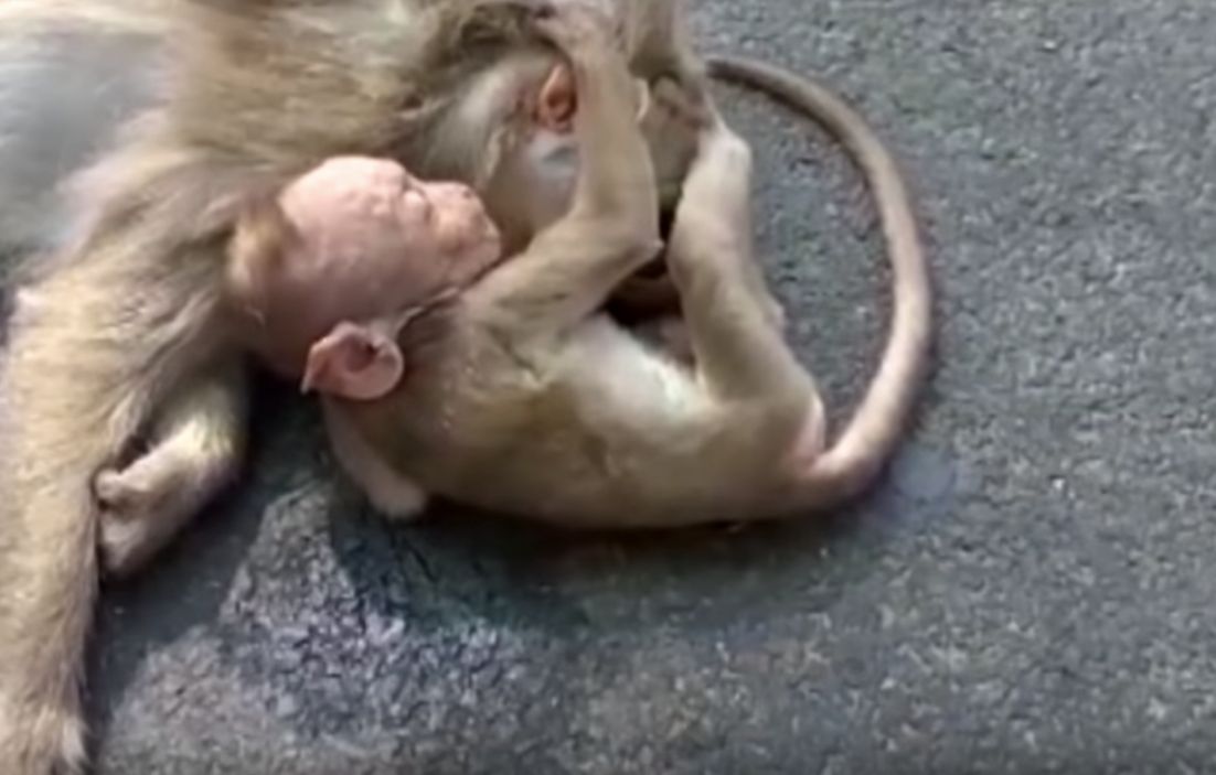 Mała małpka opłakuje mamę. Wzruszający film