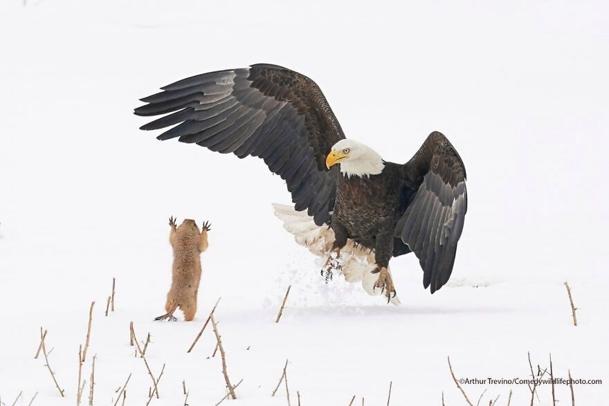 Arthur Trevino/Comedy Wildlife Photography Awards