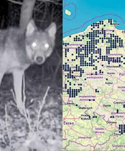 Wilki wchodzą do dużych miast. Oto najnowsza mapa