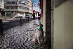 Strach przed koronawirusem. W Sosnowcu niektórzy pozbywają się zwierząt domowych