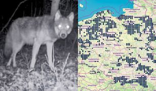 Wilki wchodzą do dużych miast. Oto najnowsza mapa