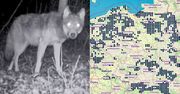 Wilki wchodzą do dużych miast. Oto najnowsza mapa