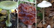 Najbardziej trujące grzyby w Polsce. Mają przyjemny smak lub są bez smaku