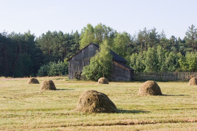 Obraz