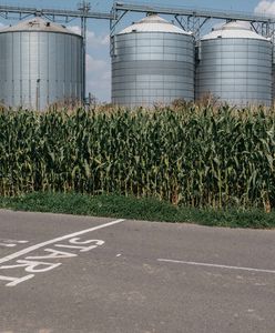 Ostatni PGR ma się dobrze. Krowy słuchają muzyki, a mieszkańcy są wdzięczni