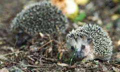 Makabra w Gorzowie. W trakcie karczowania zginęły jeże