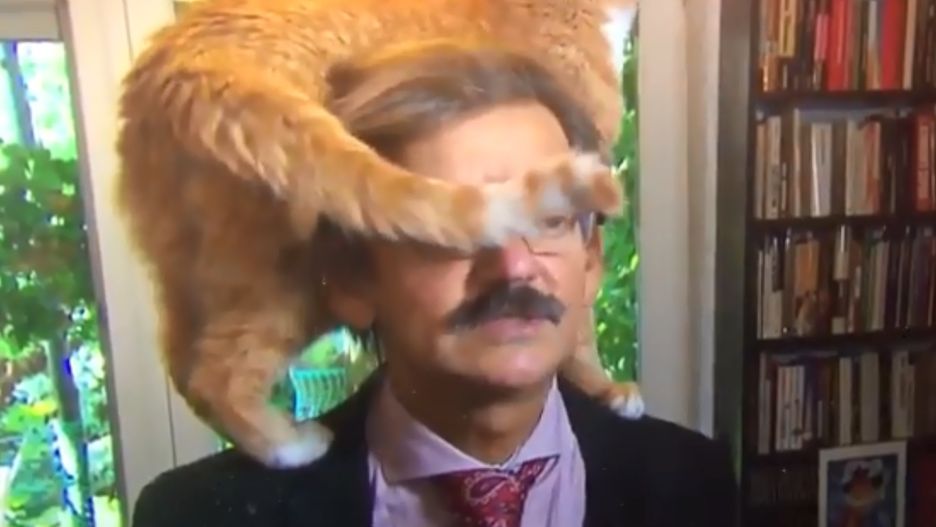 Rudy kocur Jerzego Targalskiego gwiazdą holenderskiej telewizji