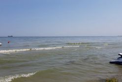 Sinice nad Bałtykiem 2019. Sprawdź, które plaże są zamknięte w piątek, 26 lipca i po czym możemy rozpoznać zakwit sinic